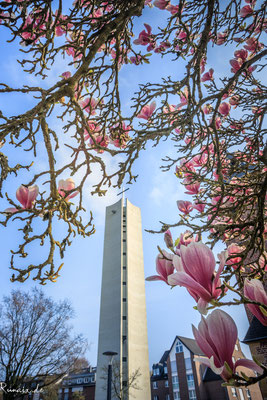 Magnolie vor dem Glockenturm St.Gertrud