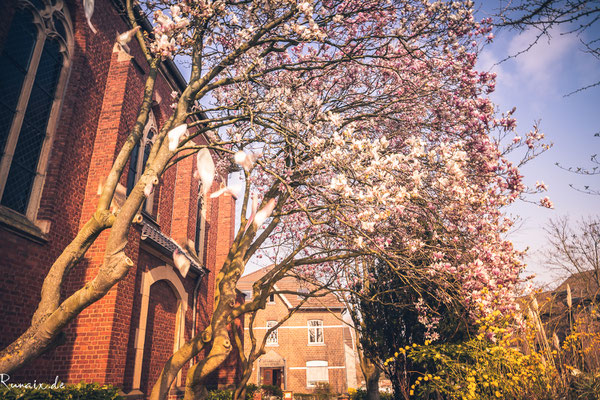 Magnolie vor St. Josef in Straß