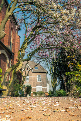 Magnolie vor St. Josef in Straß