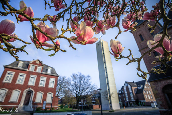 Magnolie vor dem Glockenturm St.Gertrud