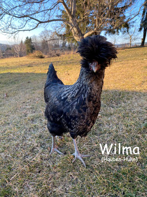 Wilma