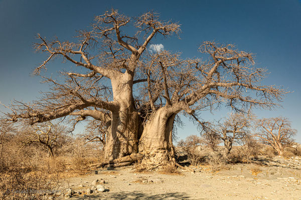 Baobabs - Affenbrotbäume