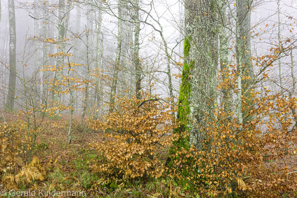 Nebelwald