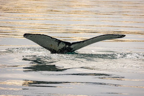 Flucke (Schwanzflosse) des Buckelwals