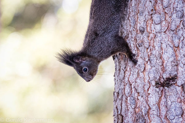 Eurasisches Eichhörnchen (Sciurus vulgaris) - Hallo!