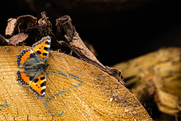 Kleiner Fuchs, Aglais urticae