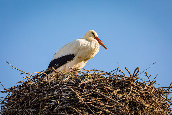 ...dieser Storch ist erst gar nicht weggeflogen