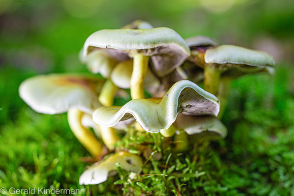 Kahler Krempling, Paxillus involutus