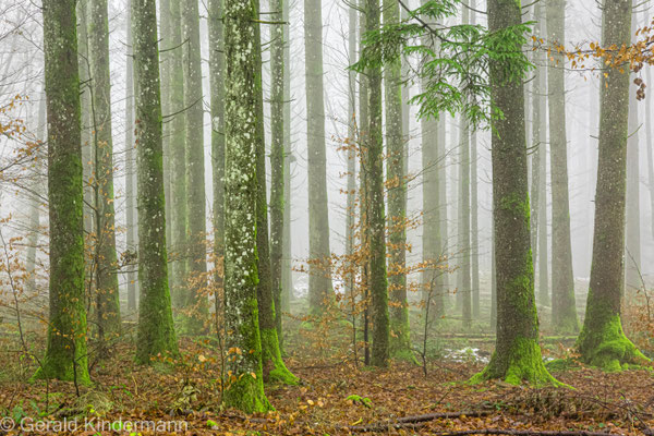 Nebelwald
