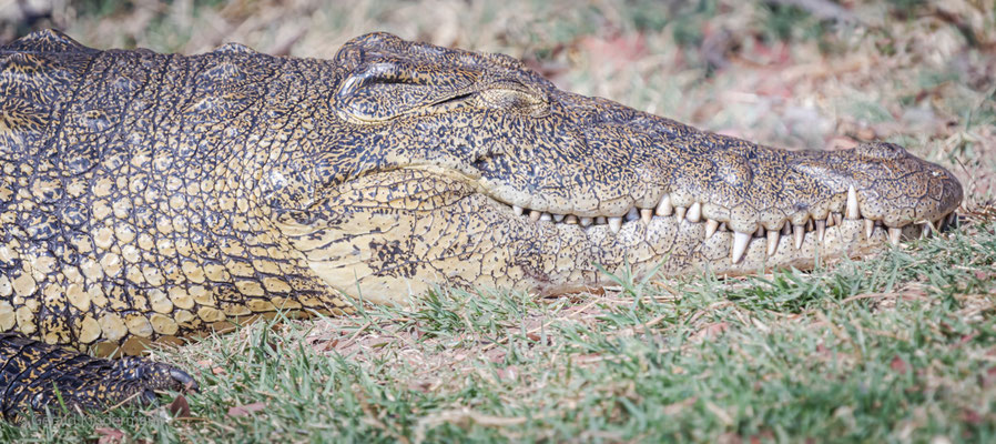 Krokodil (Crocodylus niloticus)