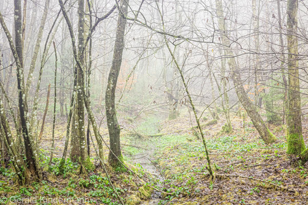 Schwarzerlen im Nebel