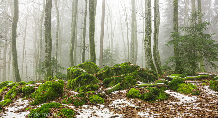 Im Wald bei Görwihl