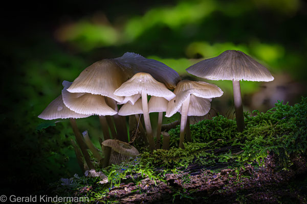 Rosablättriger Helmling, Mycena galericulata