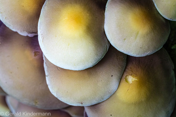 Grünblättriger Schwefelkopf, Hypholoma fasciculare