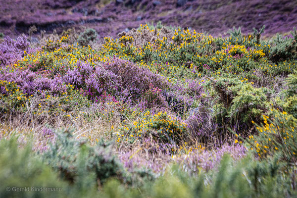 Heidekraut im Wicklow-Mountains-Nationalpark