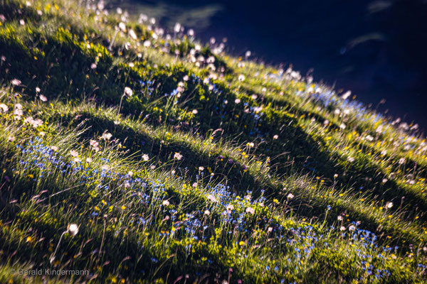 Alpen-Kuhschelle, Pulsatilla alpina, Ragn da Ferrera, Schweiz