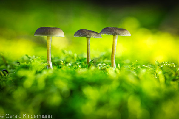 Trio