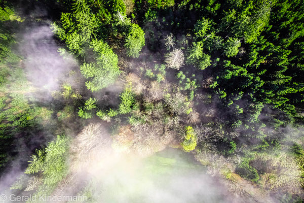 Bald ist der Wald im Nebel