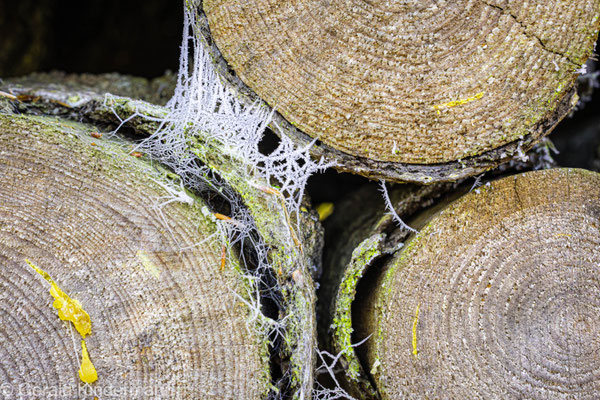 Spinnennetz