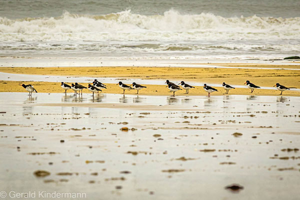 Austernfischer (Haematopus ostralegus), Auldhame