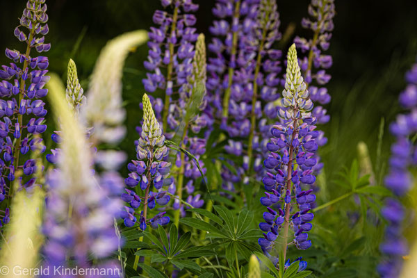 Stauden-Lupine, Lupinus polyphyllus