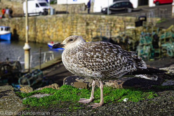 Möwe am Hafen, Crail