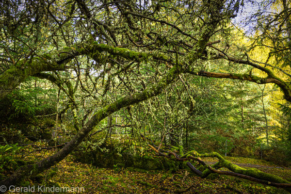 Falls of Bruar, Waldlandschaft