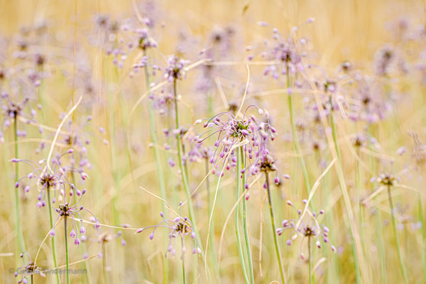 Kiel-Lauch (Allium carinatum)