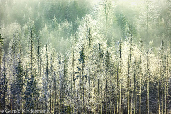 Erster Frost