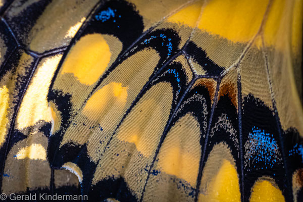 Königs Schwalbenschwanz, Papilio thoas thoas - Detail Flügel