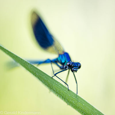 Gebänderte Prachtlibelle, Calopteryx splendens 