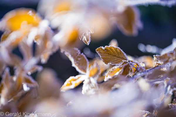 Letzter Gruss vom Herbst