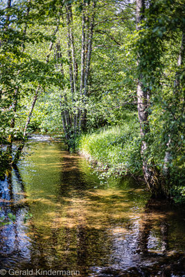 Die Köhlgartenwiese, ein Bach im Schwarzwald