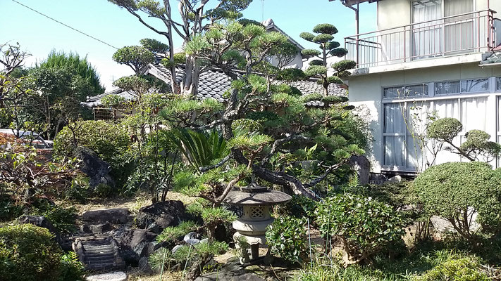 お庭の除草もご要望があれば剪定とセットで。