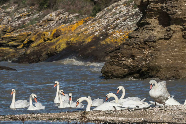 2023-69 _Les cygnes à la pointe du Scal, Pénestin (56)