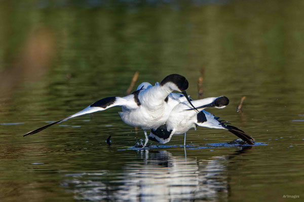 2023-118 _Prise de bec, avocettes, Presqu'île de Rhuys (56)