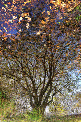 2024-155_Reflets à la pierre fendue__44 - Brière__40 x 60_cm__45 €__VENDUE 