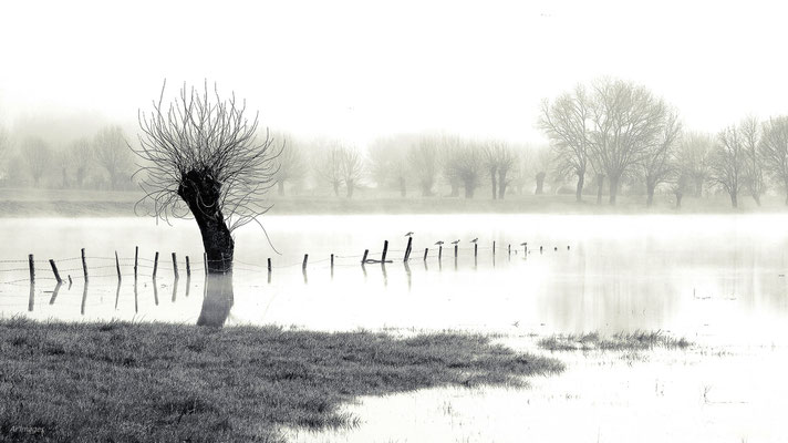 2024-97_La trogne échevelée__44 – Loire Atlantique__34 x 60_cm__45 €