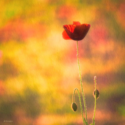 2023-26 _Joli Coquelicot