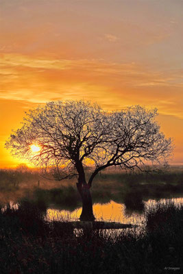 2024-95_Soleil matinal sur la Brière__44 – Brière