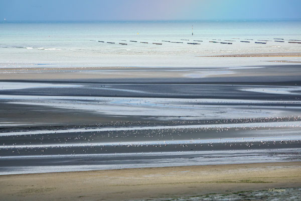 2026-111 _ La plage aux oiseaux, Le Guildo (22) _ 40 x 60 cm _ 50 €