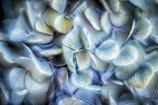 2026-29 _ Hortensia bleu, Marzan (56), Automne _ 100 x 150 cm _ 150 €