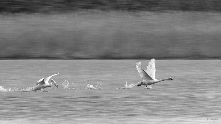 2023-126 _Les cygnes, Saint Gildas de Rhuys (56)