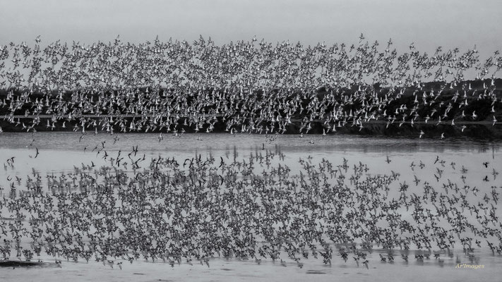 2026-132 _ Barges à queue noire en assemblée, La Turballe (44) _ 34 x 60 cm _ 50 €