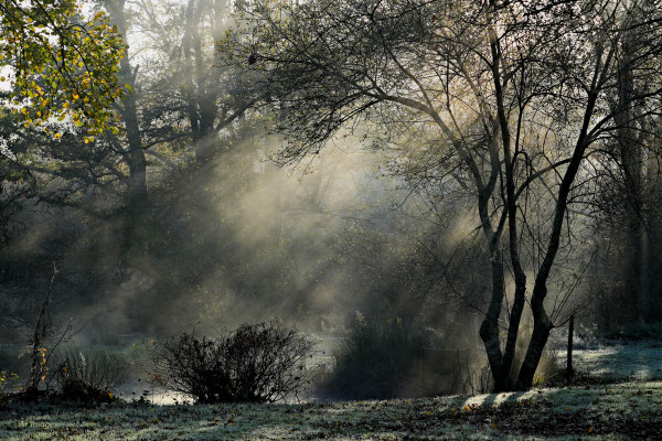 2026-27 _ Lumière divine, Saint-Lyphard (44), Hiver _ 100 x 150 cm _ 150 €