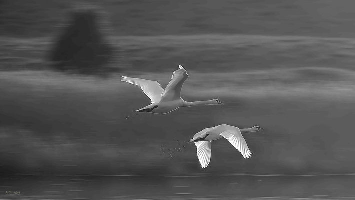 2023-105 _Envol, Saint Gildas de Rhuys (56)