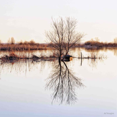 2023-141 _Reflets, Parc de Brière (44)