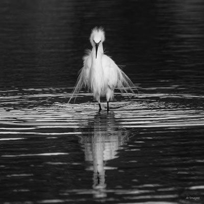 2024-14_Délicate aigrette__56 – Sarzeau__100 x 100_cm__100 €__VENDUE 