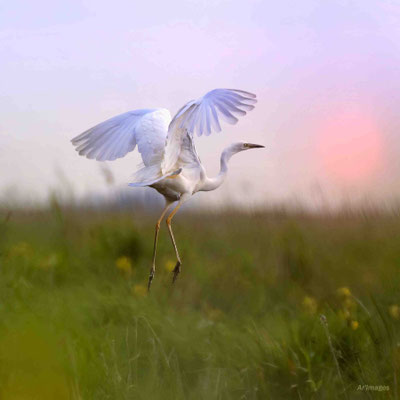 2023-20 _Aigrette, Brière (44)