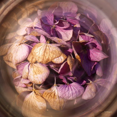 2026-92 _ Hortensia, Saint Gildas de Rhuys (56) _ 50 x 50 cm _ 50 €